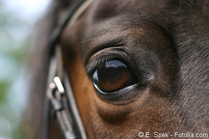 Nature du cheval