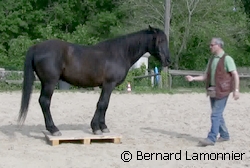 Travail du cheval à pied