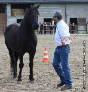 Désensibilisation du cheval au stick