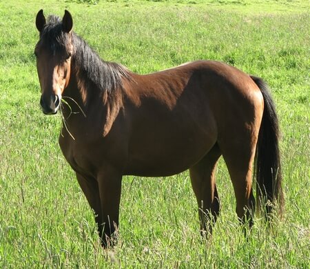 Développez votre mieux-être grâce au cheval 