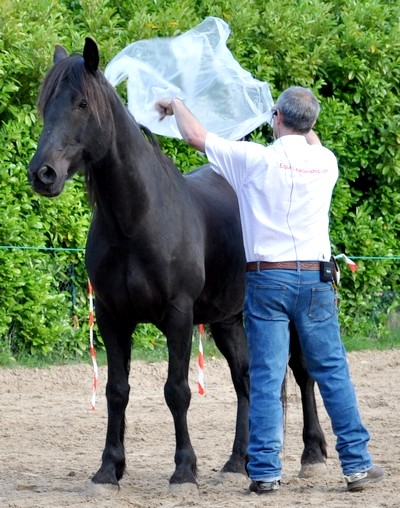 Désensibilisation du cheval