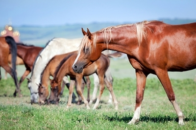 Le cheval enseignant