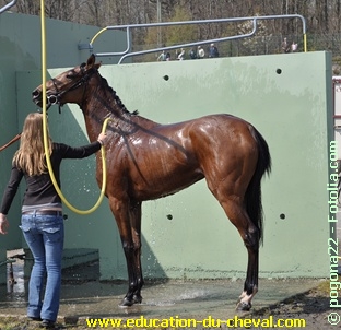 Désensibilisation du cheval à la douche