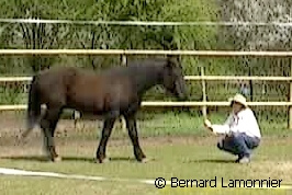 Initiation à l'éducation du cheval