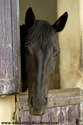 Aborder un cheval au box