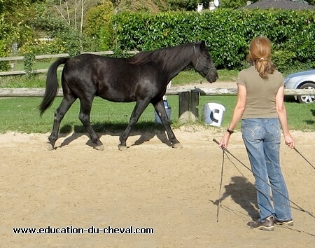 Education du cheval - Témoignage de Florence