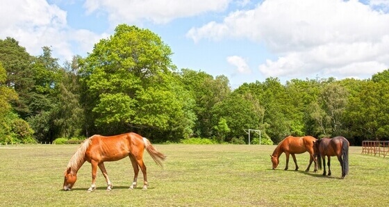 Chevaux au naturel