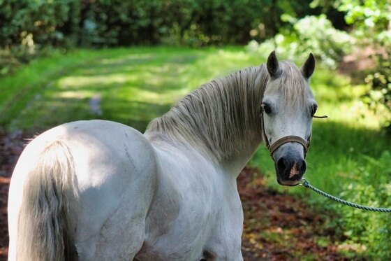 Secrets de la Connexion avec un poney