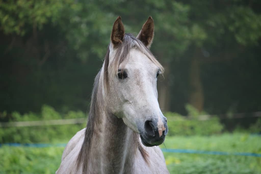 Comprendre la nature du cheval