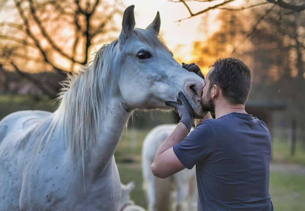 Débourrage du cheval