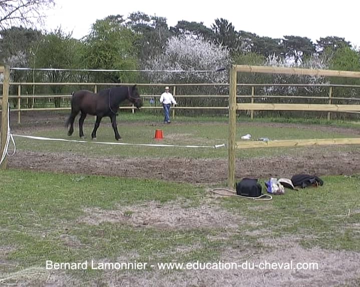 Leadership et confiance avec le cheval : un montoir explose sous le cavalier, le cheval reste calme et serein.