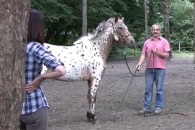 Séance individuelle d’éducation éthologique avec un cheval appaloosa et son cavalier