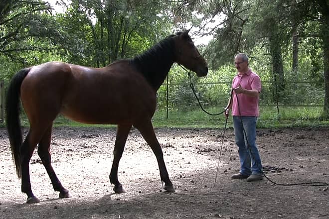 Travail à pied avec un cheval bai pour instaurer calme et contrôle en sécurité