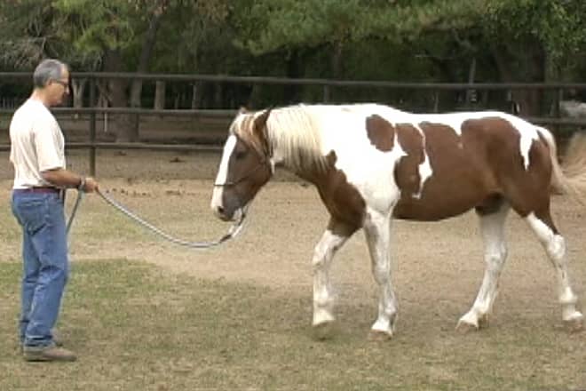 Travail à pied avec un cheval pie pour améliorer la communication et la relation cavalier cheval