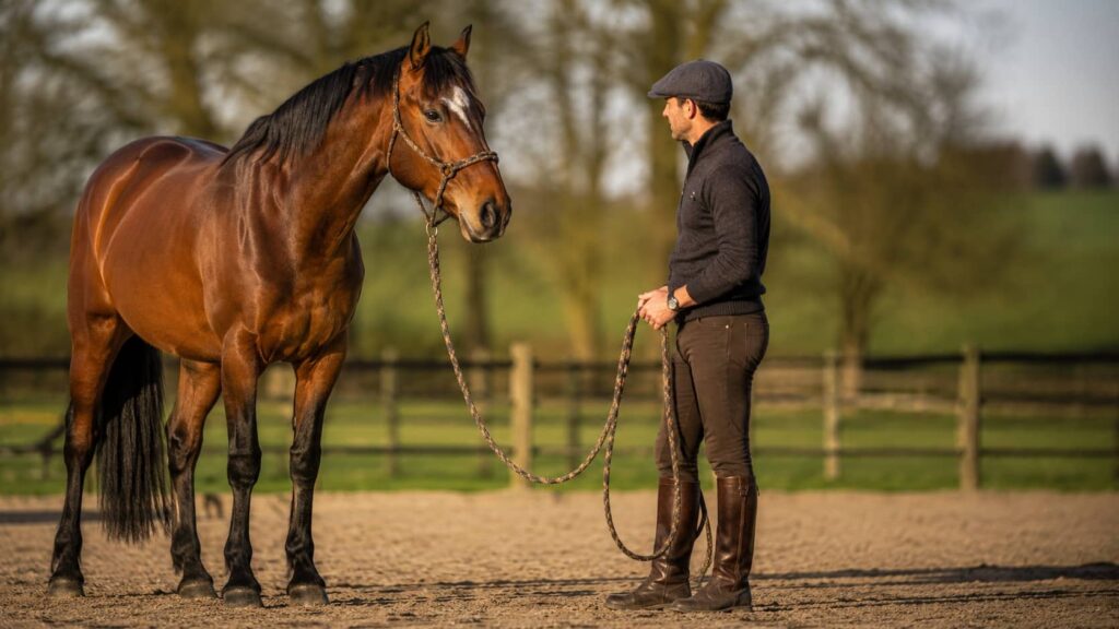Cavalier observant le comportement de son cheval pour mieux comprendre ses réactions.