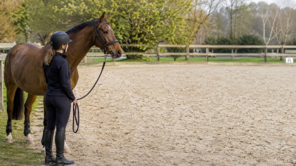 Cheval calme à l’entrée d’une carrière avant une séance de travail.